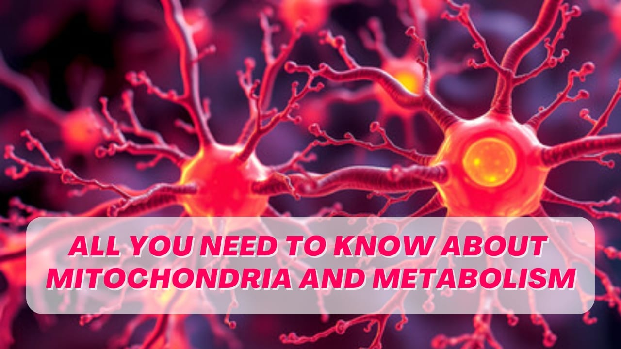 How Does the Mitochondria Affect Metabolism?