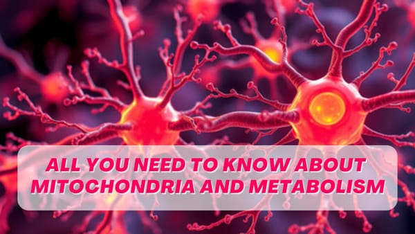 How Does the Mitochondria Affect Metabolism?
